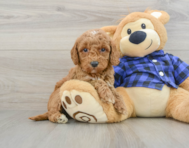 8 week old Mini Goldendoodle Puppy For Sale - Windy City Pups