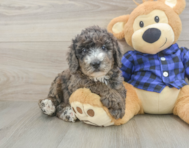 8 week old Mini Goldendoodle Puppy For Sale - Windy City Pups