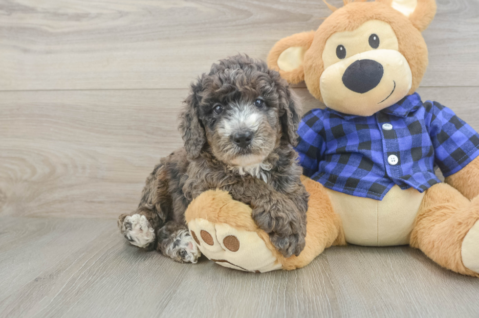 5 week old Mini Goldendoodle Puppy For Sale - Windy City Pups
