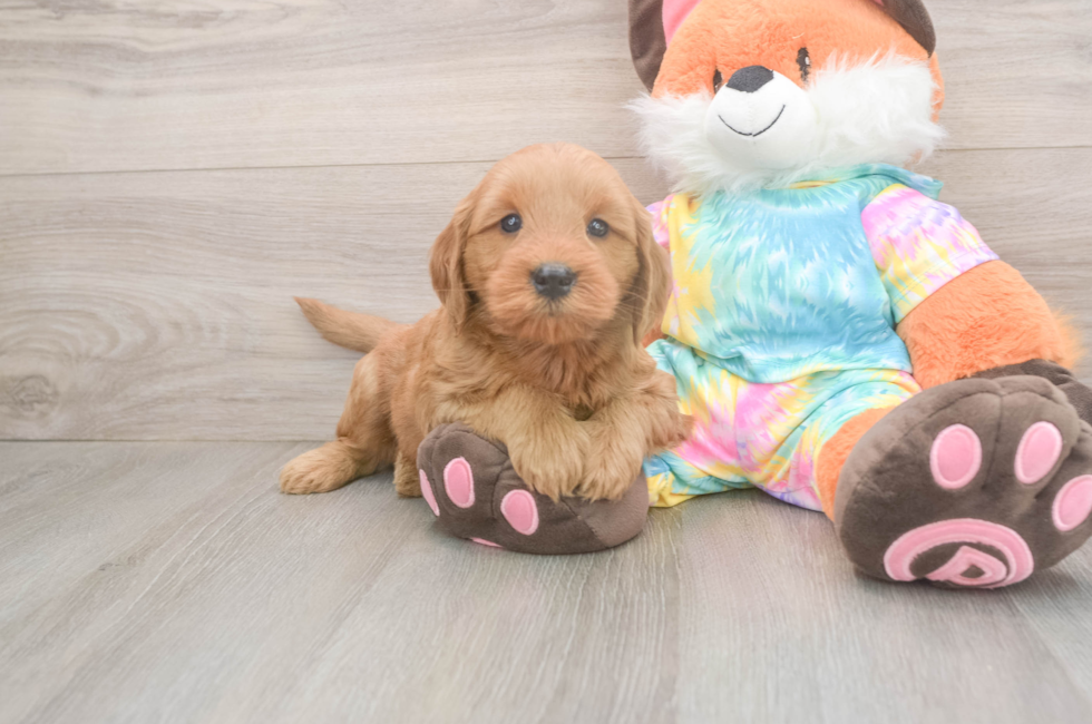 5 week old Mini Goldendoodle Puppy For Sale - Windy City Pups