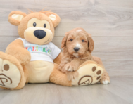 6 week old Mini Goldendoodle Puppy For Sale - Windy City Pups