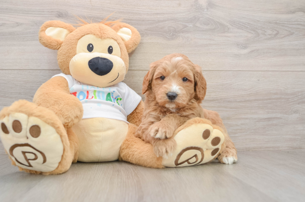5 week old Mini Goldendoodle Puppy For Sale - Windy City Pups