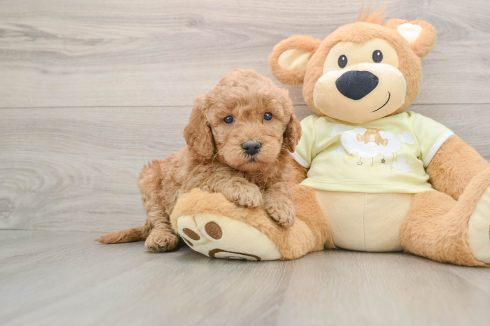 Mini Goldendoodle Pup Being Cute
