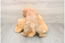 Mini Goldendoodle Puppy for Adoption