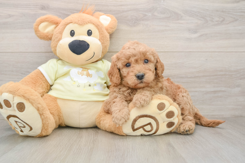Best Mini Goldendoodle Baby