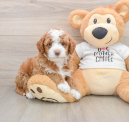 7 week old Mini Goldendoodle Puppy For Sale - Windy City Pups