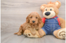 Best Mini Goldendoodle Baby