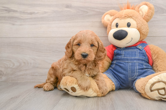 Best Mini Goldendoodle Baby