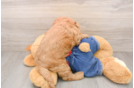 Mini Goldendoodle Puppy for Adoption