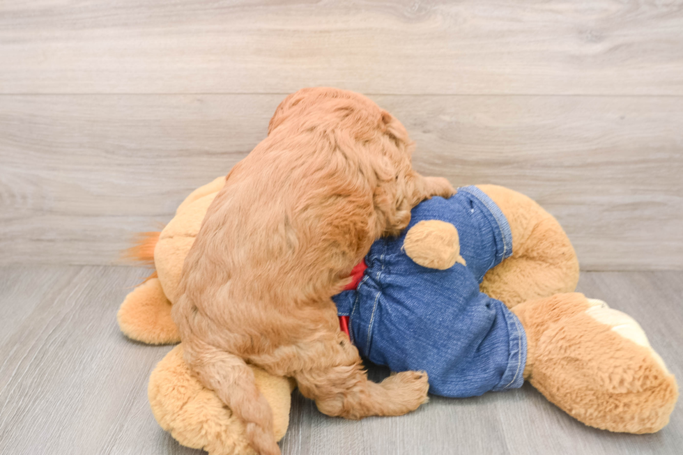 Mini Goldendoodle Puppy for Adoption