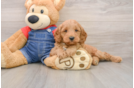 Sweet Mini Goldendoodle Baby