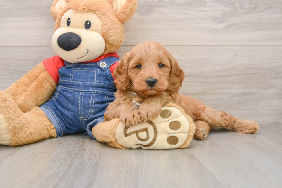Sweet Mini Goldendoodle Baby