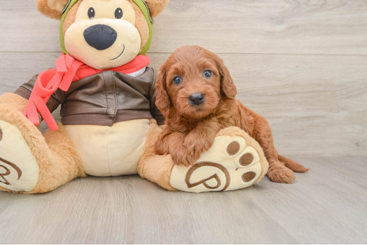 Friendly Mini Goldendoodle Baby