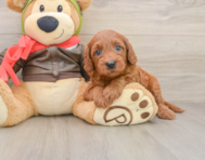 7 week old Mini Goldendoodle Puppy For Sale - Windy City Pups