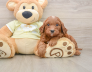 5 week old Mini Goldendoodle Puppy For Sale - Windy City Pups