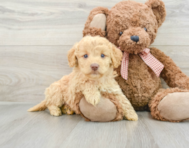 7 week old Mini Goldendoodle Puppy For Sale - Windy City Pups