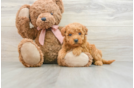 Mini Goldendoodle Puppy for Adoption