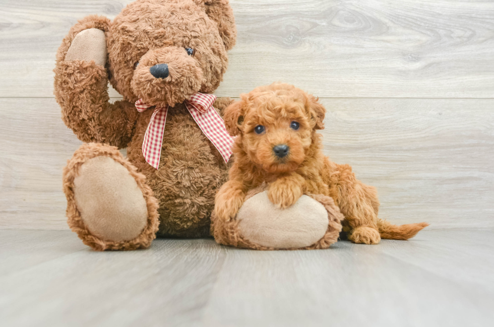 5 week old Mini Goldendoodle Puppy For Sale - Windy City Pups