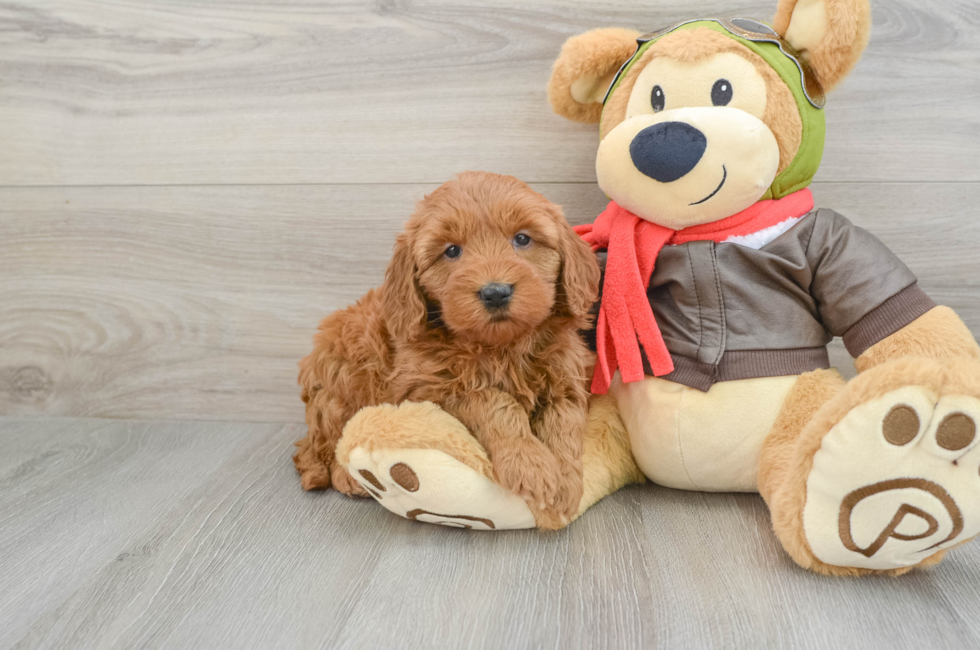 5 week old Mini Goldendoodle Puppy For Sale - Windy City Pups