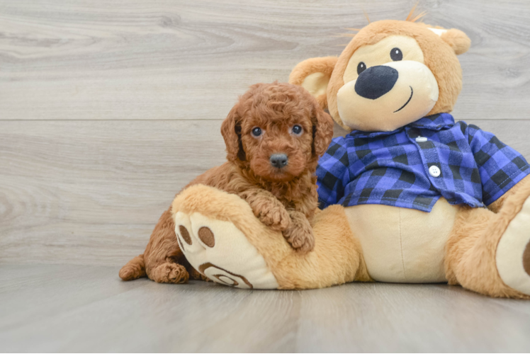 Hypoallergenic Mini Goldiepoo Poodle Mix Puppy