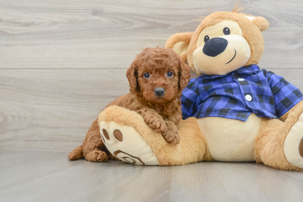 Hypoallergenic Mini Goldiepoo Poodle Mix Puppy