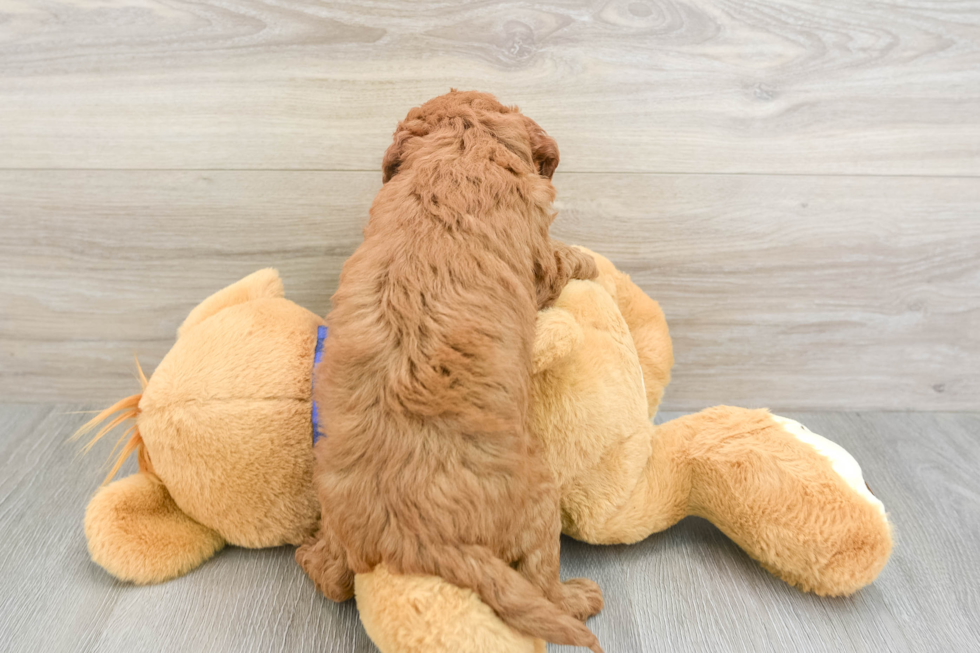 Friendly Mini Goldendoodle Baby