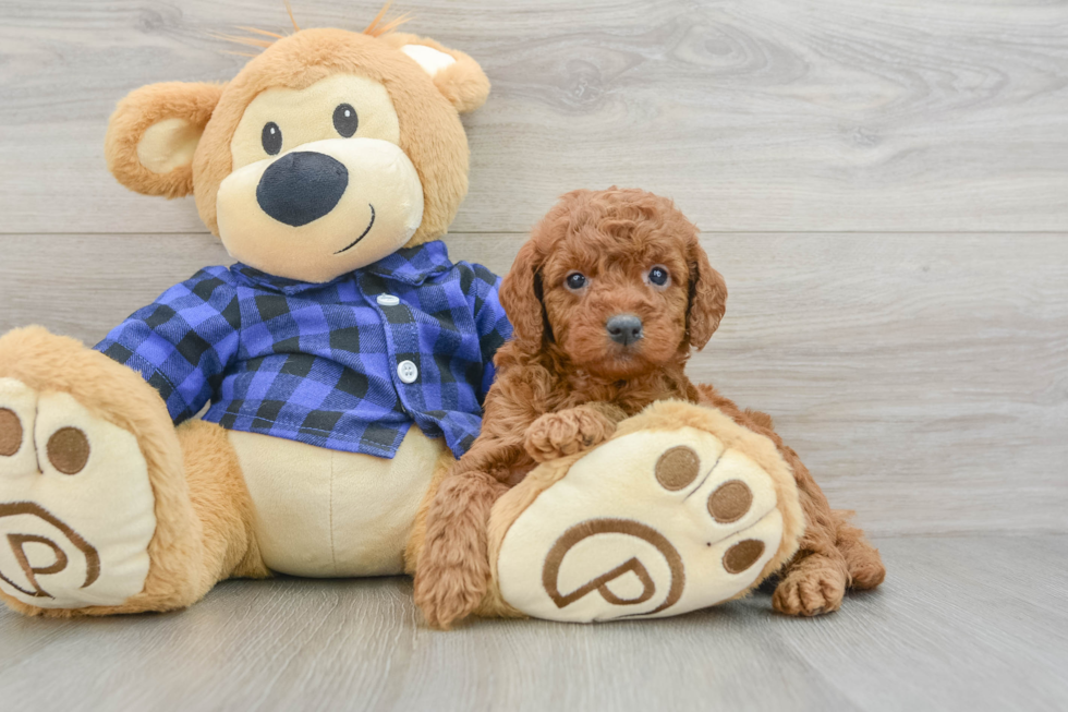 Mini Goldendoodle Pup Being Cute