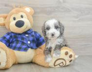 8 week old Mini Goldendoodle Puppy For Sale - Windy City Pups