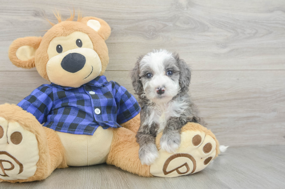 5 week old Mini Goldendoodle Puppy For Sale - Windy City Pups