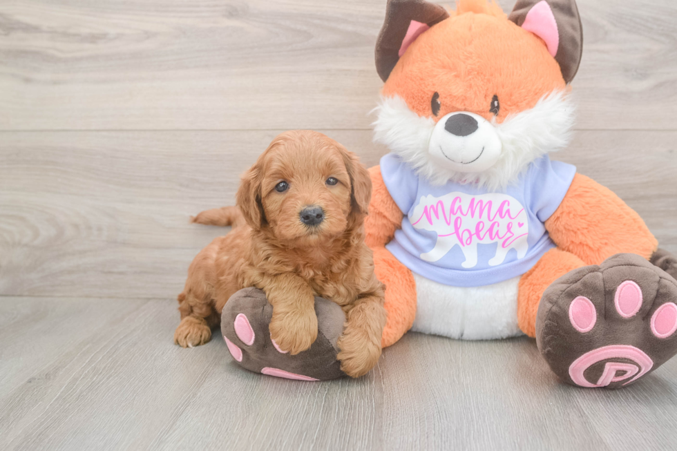 Meet Anabelle - our Mini Goldendoodle Puppy Photo  2/3 - Windy City Pups Hypoallergenic Mini Goldiepoo Poodle Mix Puppy