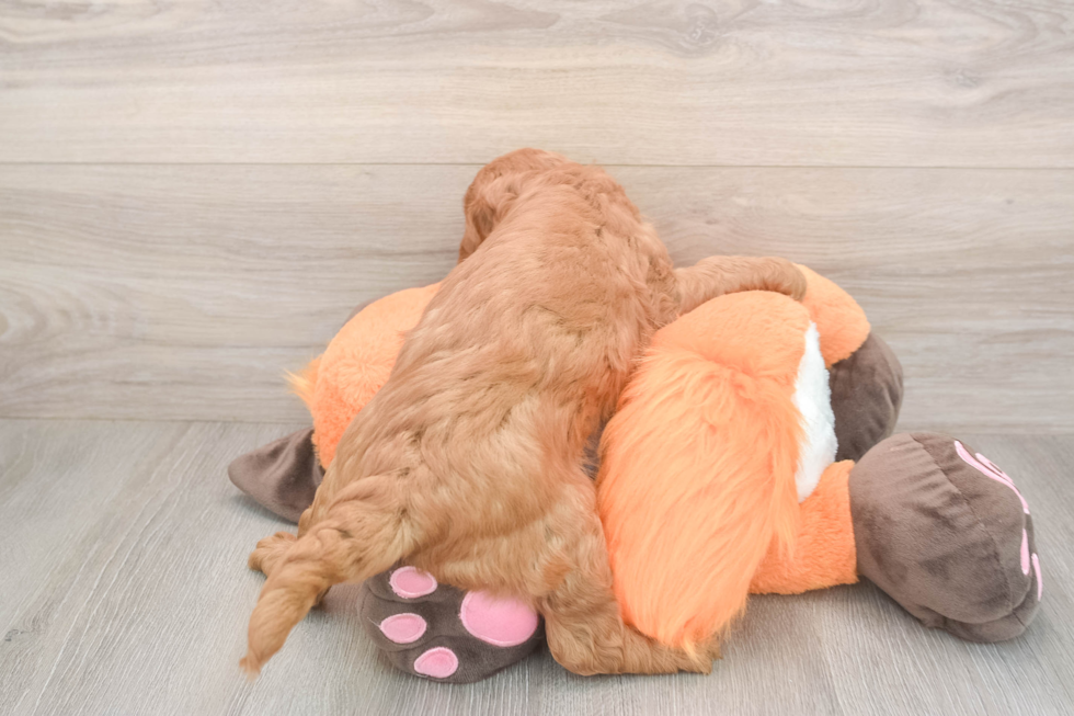 Meet Anabelle - our Mini Goldendoodle Puppy Photo  3/3 - Windy City Pups Mini Goldendoodle Pup Being Cute