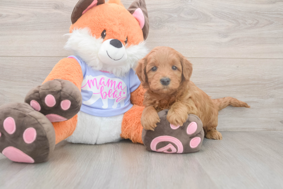 Meet Anabelle - our Mini Goldendoodle Puppy Photo  1/3 - Windy City Pups Sweet Mini Goldendoodle Baby