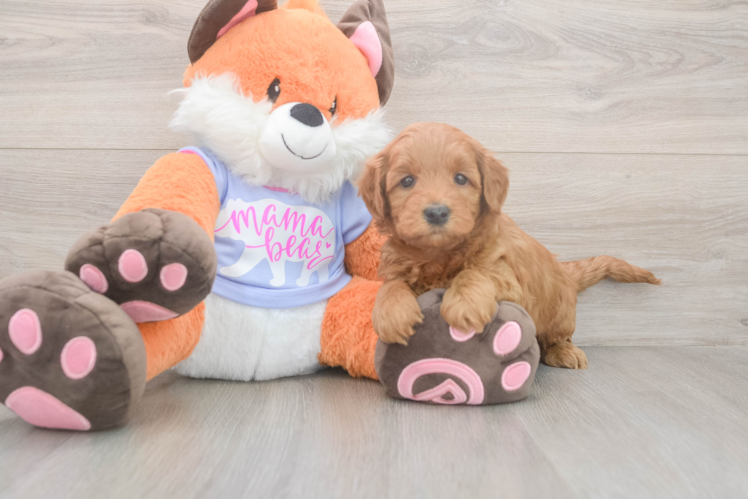 Meet Anabelle - our Mini Goldendoodle Puppy Photo  1/3 - Windy City Pups Sweet Mini Goldendoodle Baby