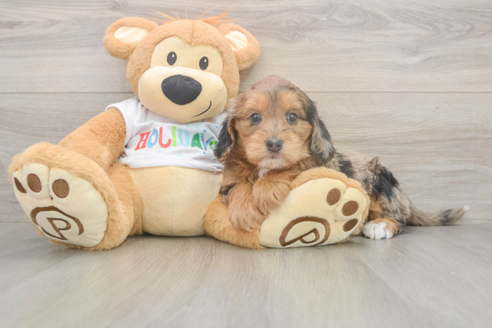 Fluffy Mini Goldendoodle Poodle Mix Pup