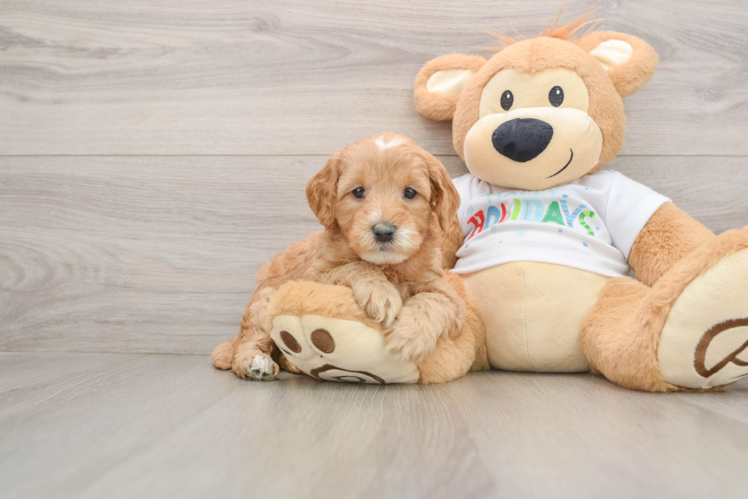 Mini Goldendoodle Puppy for Adoption