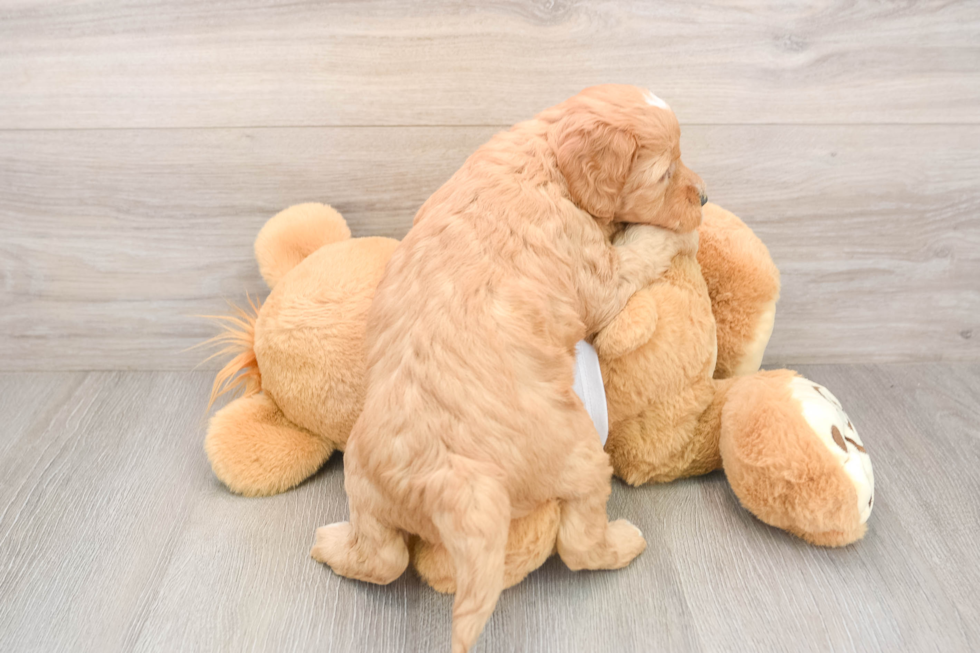 Mini Goldendoodle Puppy for Adoption