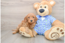 Fluffy Mini Goldendoodle Poodle Mix Pup