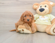 6 week old Mini Goldendoodle Puppy For Sale - Windy City Pups