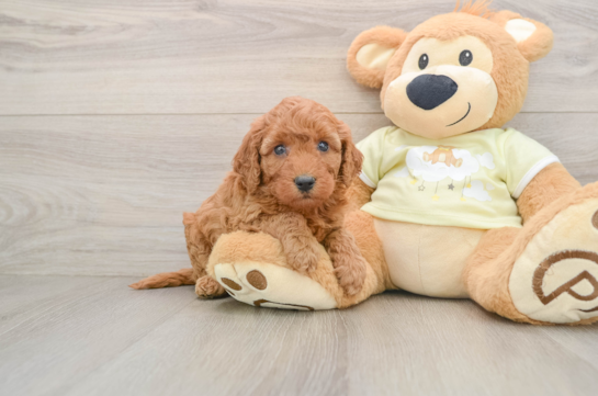 Funny Mini Goldendoodle Poodle Mix Pup