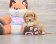 6 week old Mini Goldendoodle Puppy For Sale - Windy City Pups