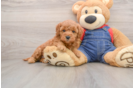 Fluffy Mini Goldendoodle Poodle Mix Pup