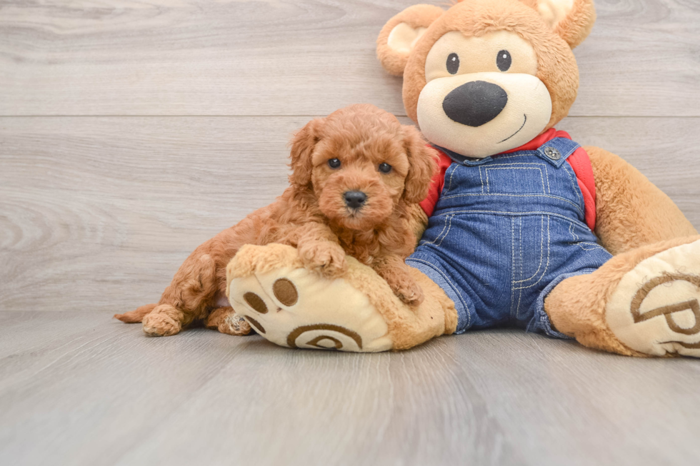 Fluffy Mini Goldendoodle Poodle Mix Pup
