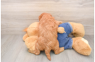 Mini Goldendoodle Puppy for Adoption