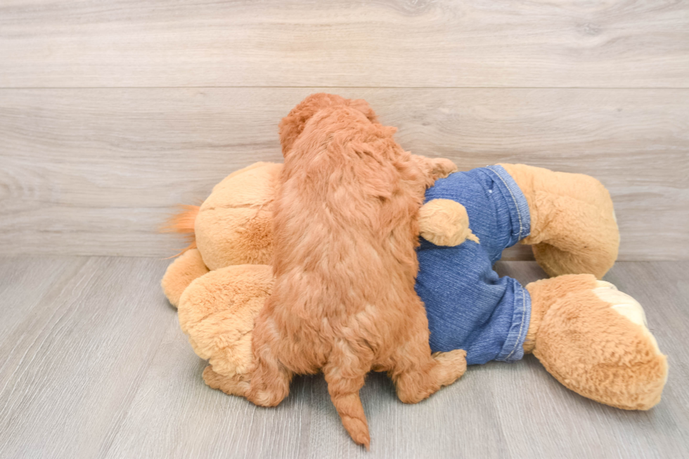 Mini Goldendoodle Puppy for Adoption