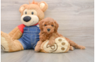 Mini Goldendoodle Pup Being Cute