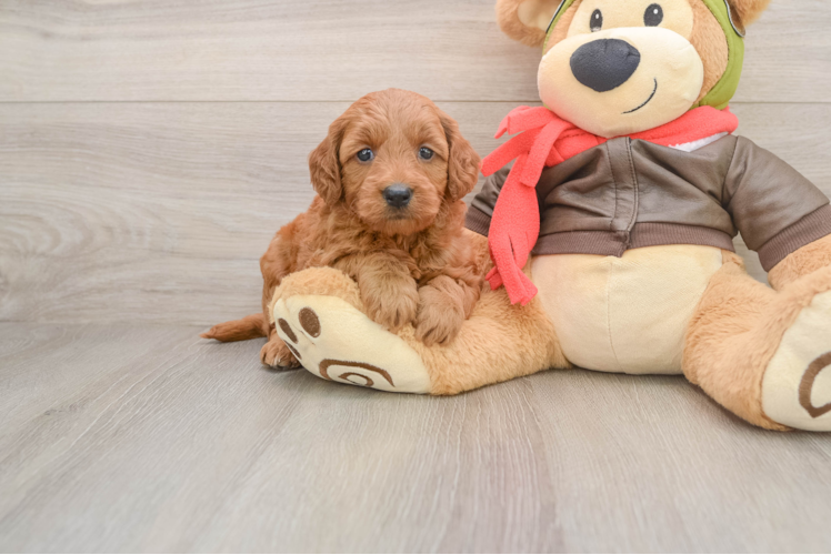 Best Mini Goldendoodle Baby