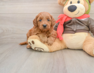 7 week old Mini Goldendoodle Puppy For Sale - Windy City Pups