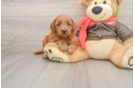 Best Mini Goldendoodle Baby