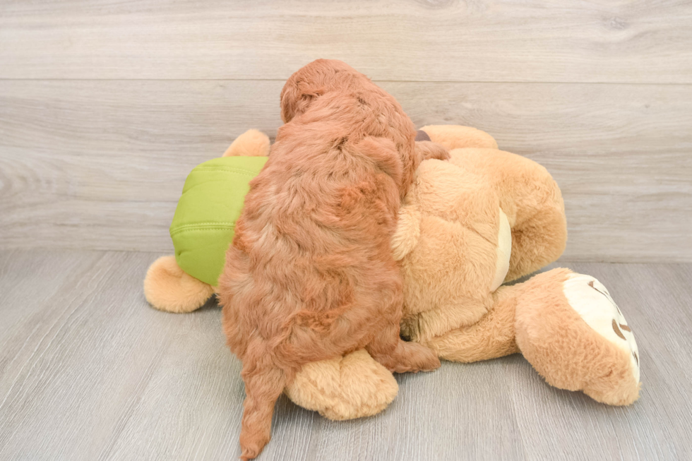 Little Mini Goldenpoo Poodle Mix Puppy