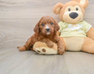 5 week old Mini Goldendoodle Puppy For Sale - Windy City Pups